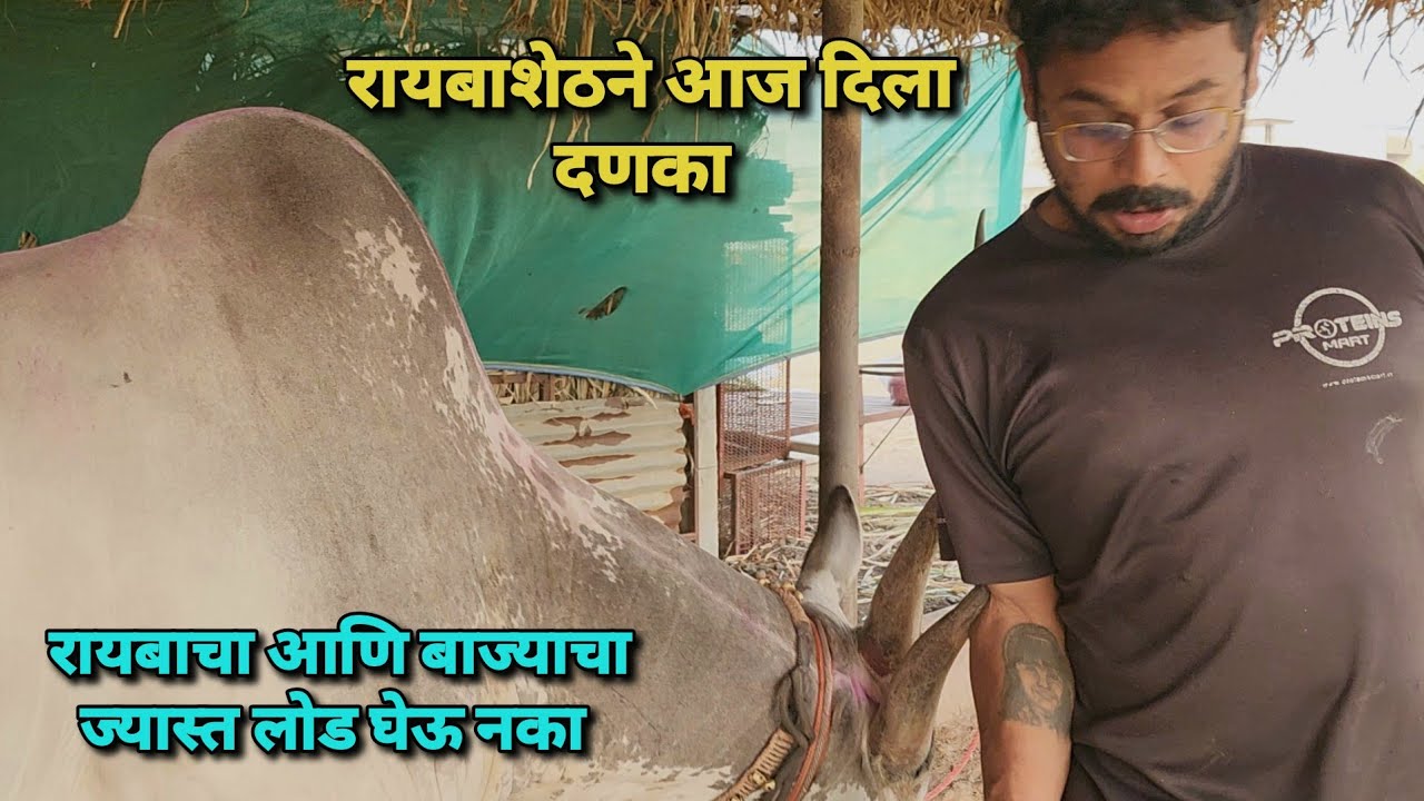 रायबाशेठने आज दिला दणका 🙏 रायबाचा आणि बाज्याचा ज्यास्त लोड घेऊ नका | Bailgada Sharyat |