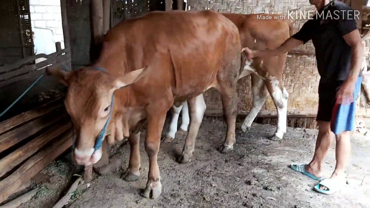 #breeding Cara memilih calon indukan yang bagus TAPI HARGA EKONOMIS #sapilimosin #sapisimetal #sapi