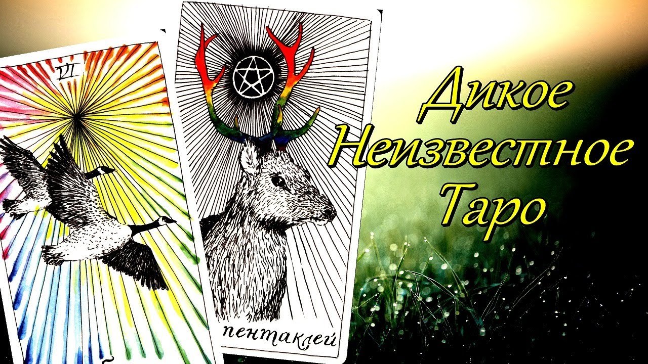 Дикое неизвестное Таро. Обзор колоды. Прогноз на май.