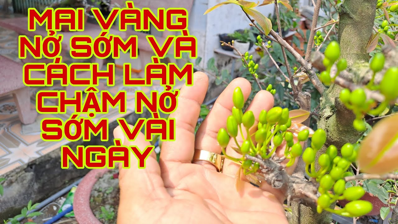 CÁCH SỬ LÝ MAI VÀNG NỞ SỚM GIÚP CÂY CHẬM LẠI VÀI NGÀY ĐỂ MAI NỞ ĐÚNG NGÀY 29/1 TẾT