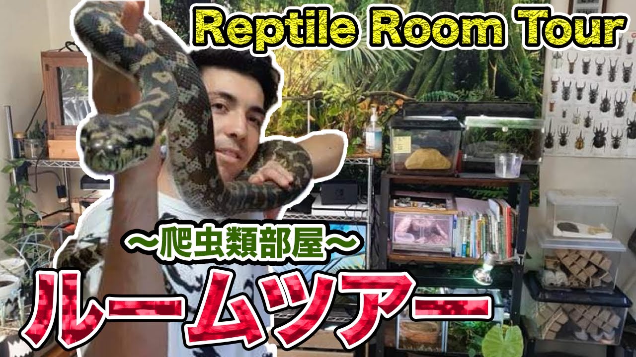 【ルームツアー】新爬虫類部屋を全て公開します＃爬虫類 ＃ルームツアー ＃roomtour