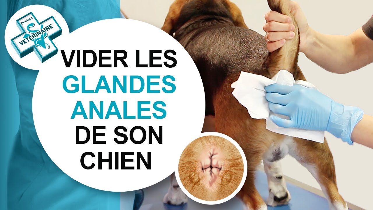 [Tuto véto] Comment vider les glandes anales d'un chien - Conseils vétérinaires
