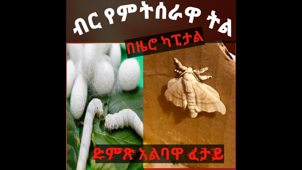 ብር የምትሰራዋ ትል በዜሮ ካፒታል ስራ ለመጀመር አርፍ መላ ድምጽ አልባዋ ፈታይ