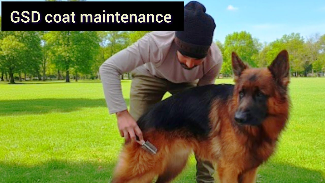 GSD coat maintenance | german shepherd k long or shiny hair tips 