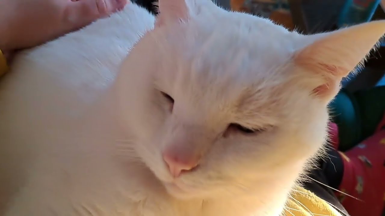 The lightest of purr from the whitest of furr