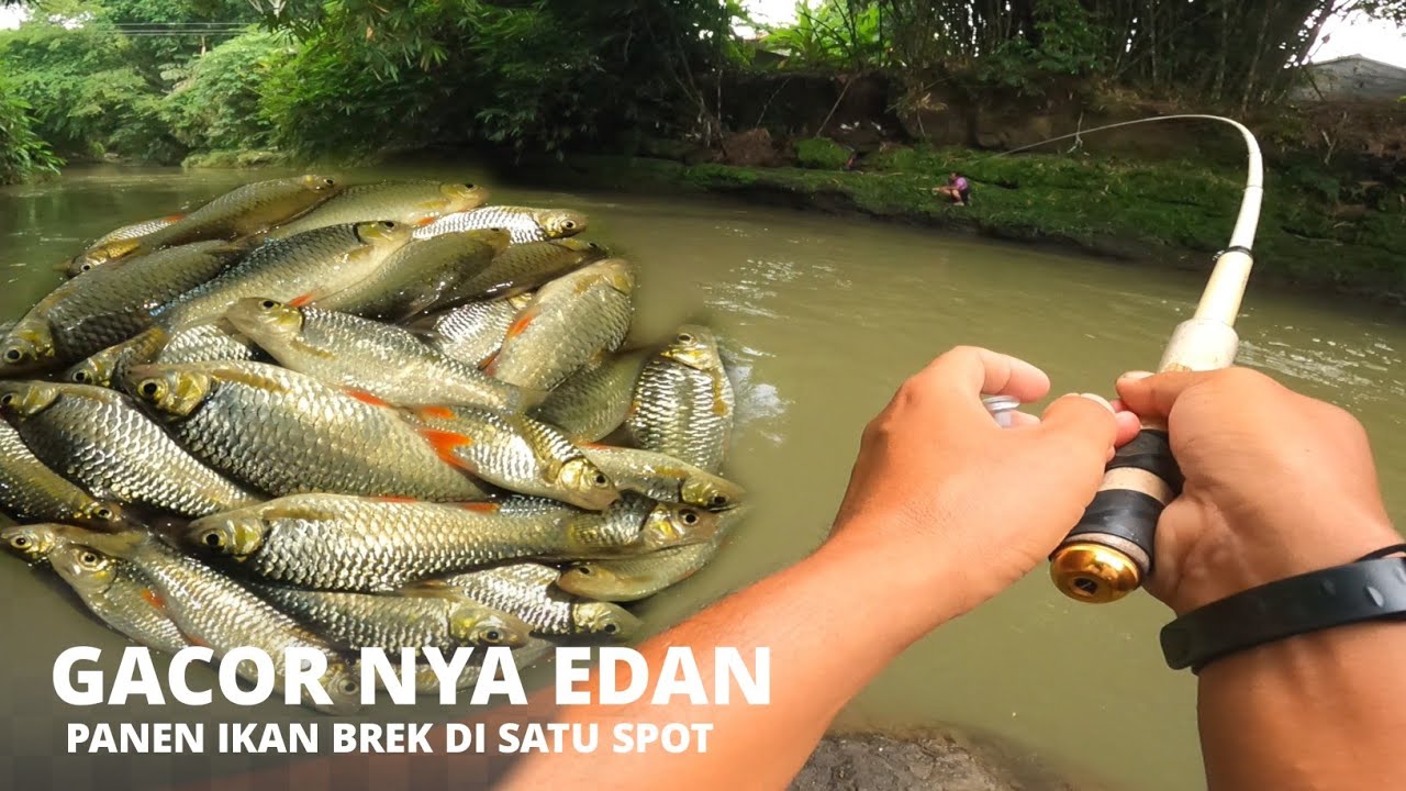 SPOT ISTIMEWA .. !! ASLI INI SURGA NYA IKAN BREK || MANCING AUTO BETAH