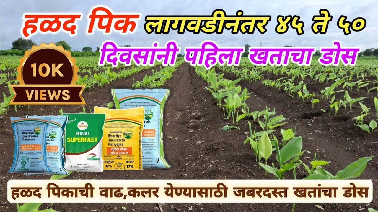 हळद निघाल्या नंतर पहिला खताचा डोस Halad pahila khatacha dose | Ashwin Lohate