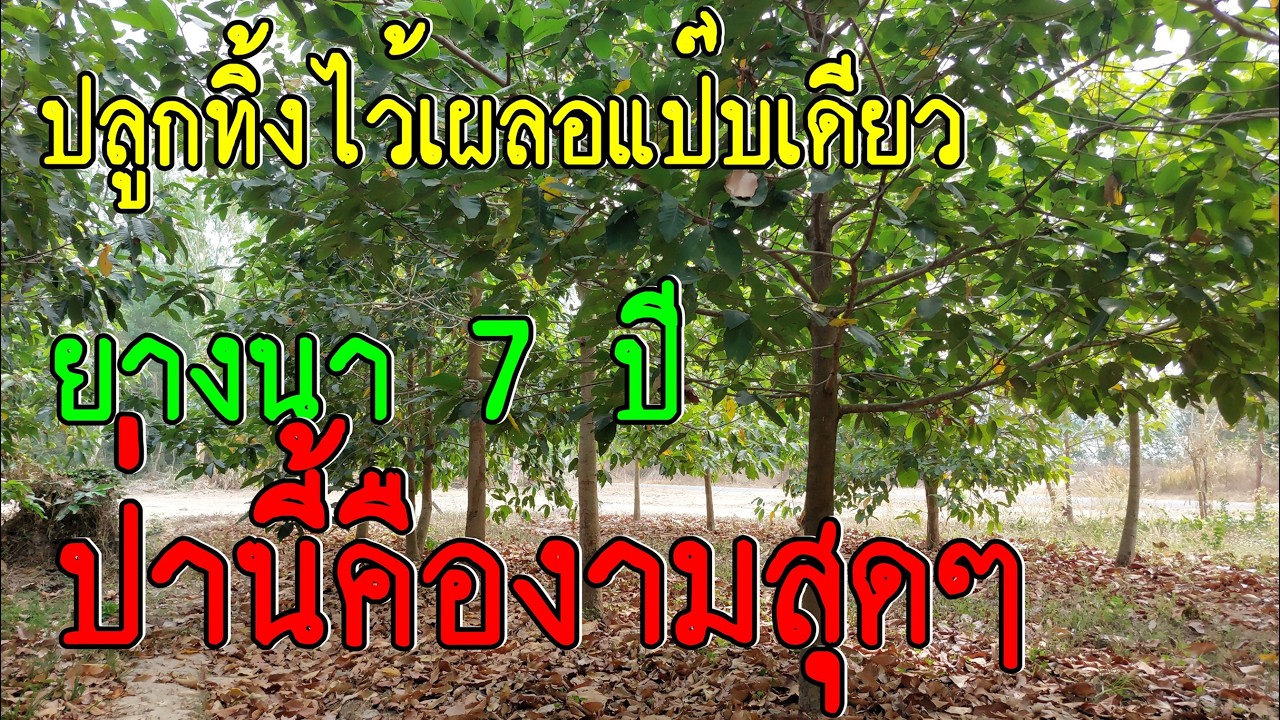 ปลูกห่าง 4x6 เมตร 7 ปี ยางนาแปลงนี้งามสุด ๆ ห้ามพลาดชม