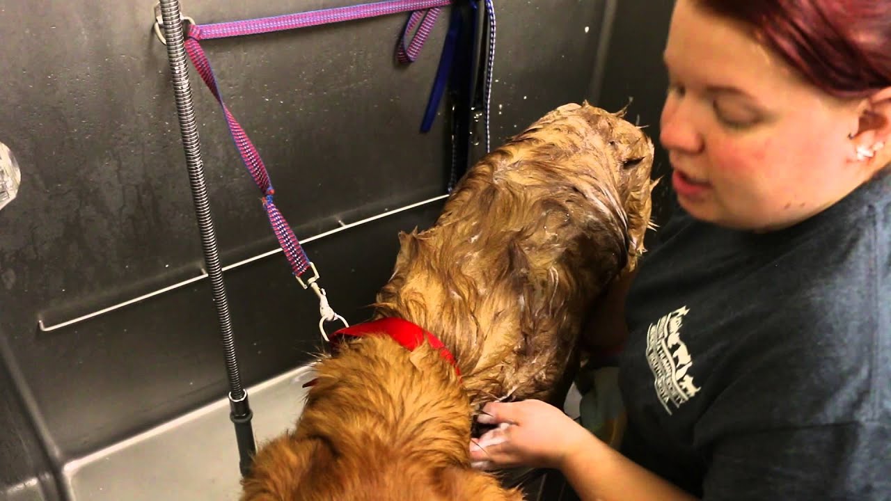 60 seconds with ... a kennel worker