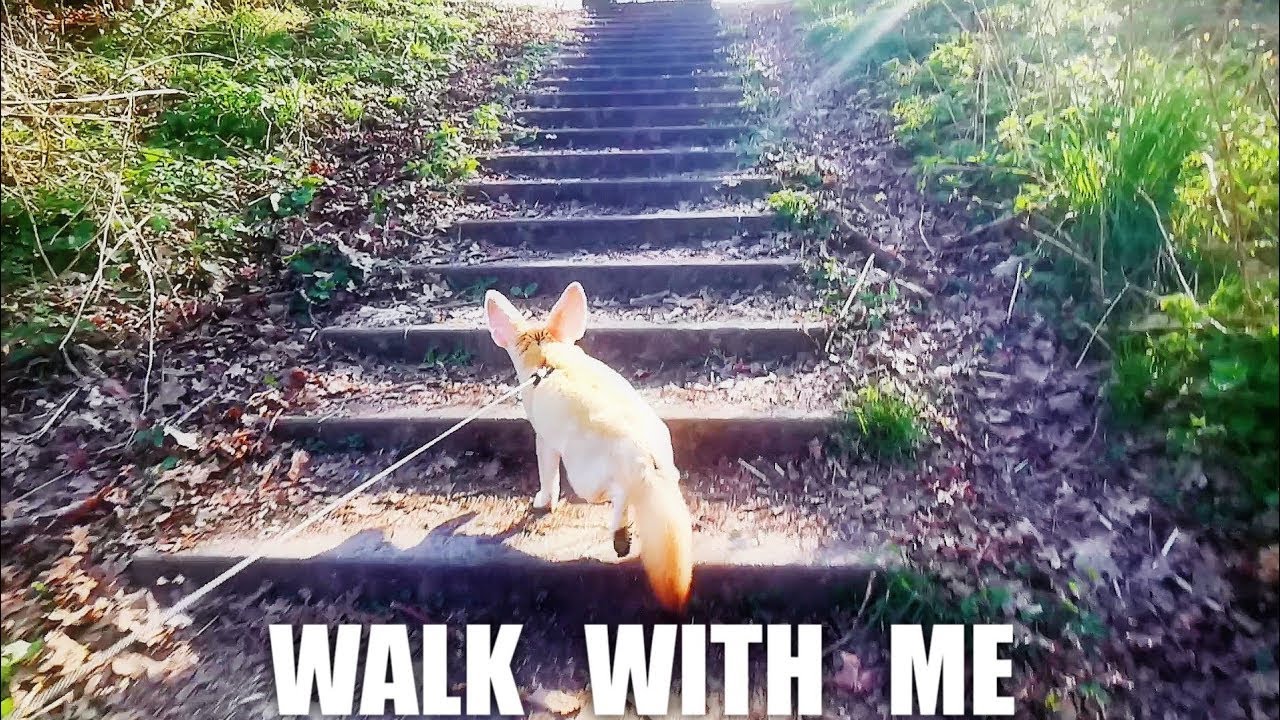 Can a Fox REALLY Walk on a Leash?