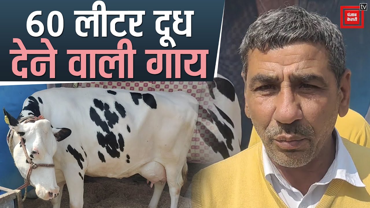 Dairy मेले में आकर्षण का केंद्र बनी Karnal की गाय, प्रतिदिन 60 लीटर देती है दूध
