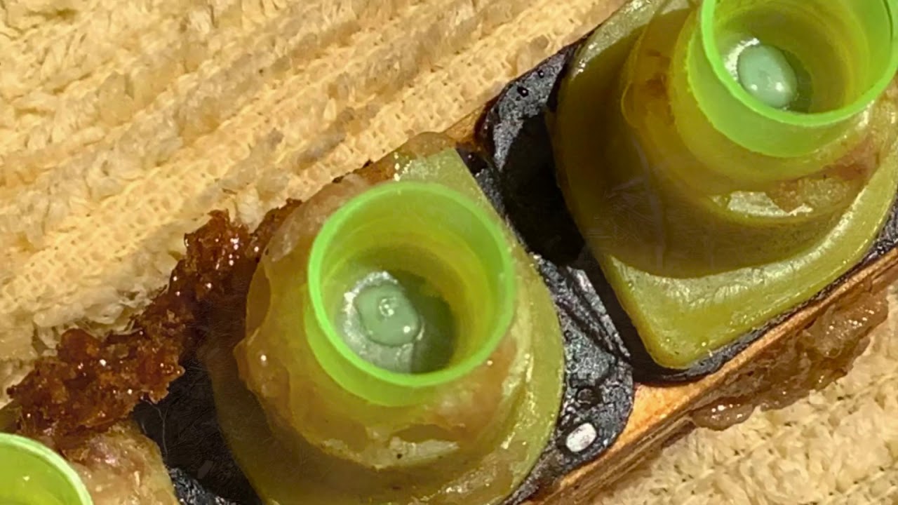 Grafting queen bee larvae