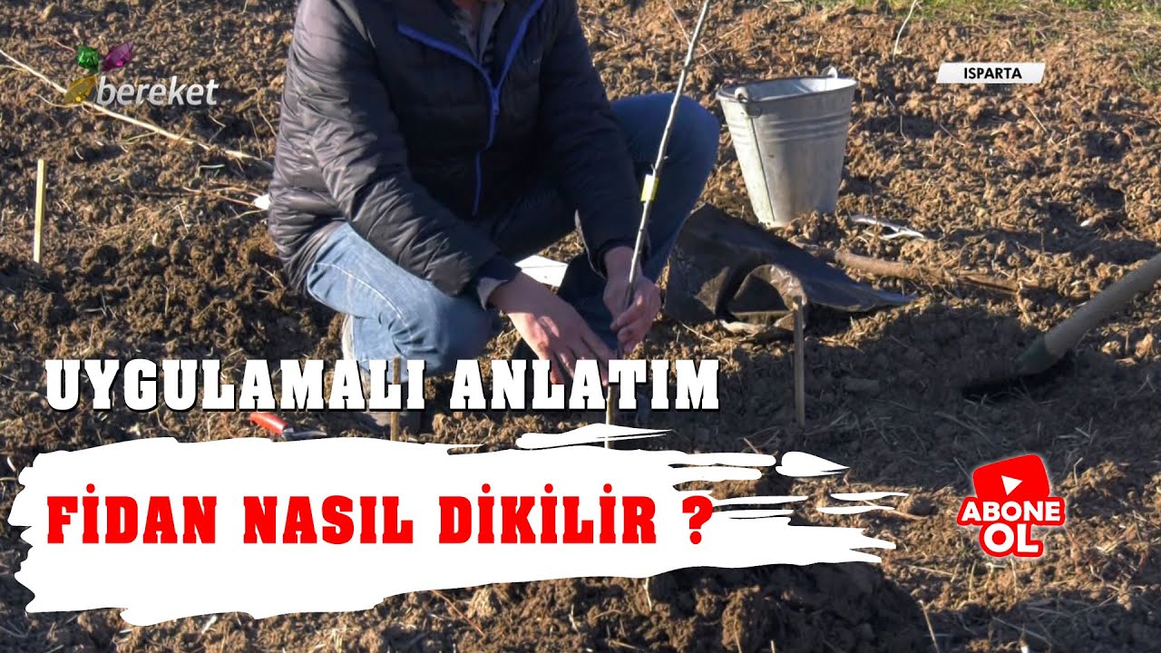 Fidan Nasıl Dikilir ? Uygulamalı Anlatım