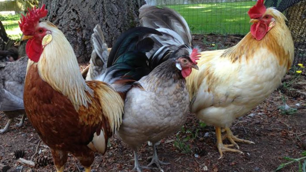 Icelandic Chickens | Cold Hardy Foragers