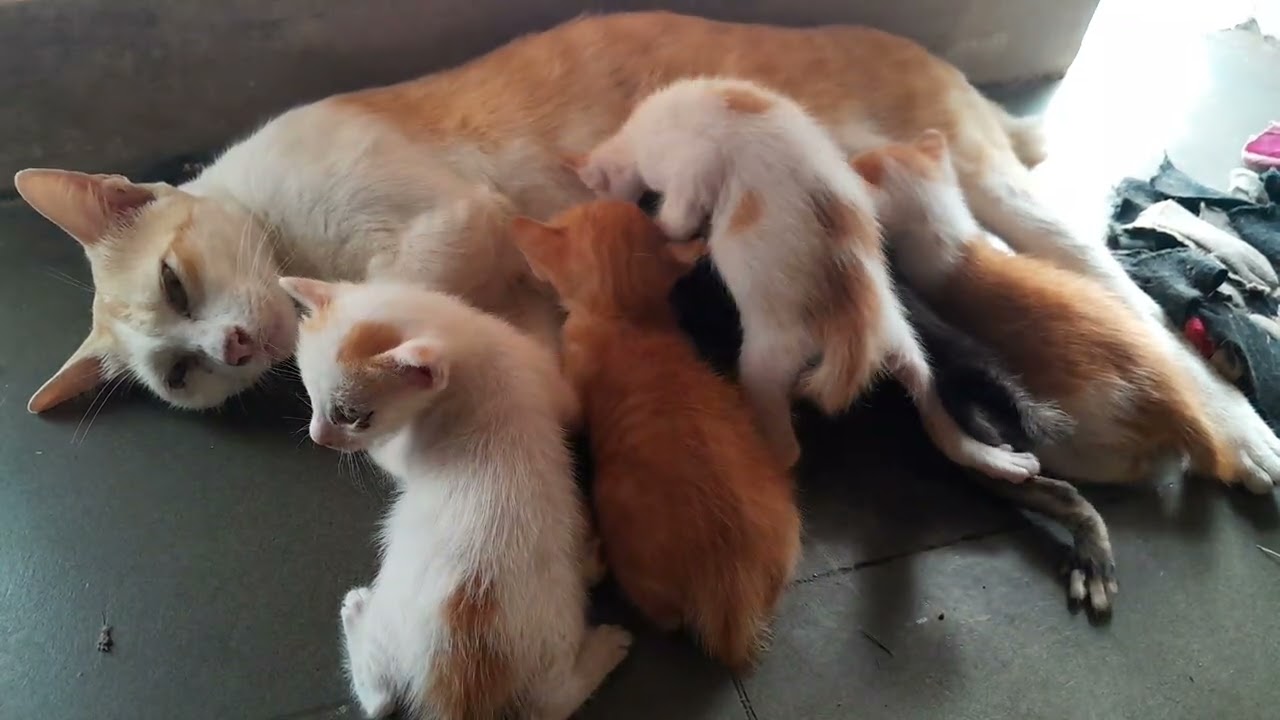 They are really adorable, All the little kittens are enjoying milk together 