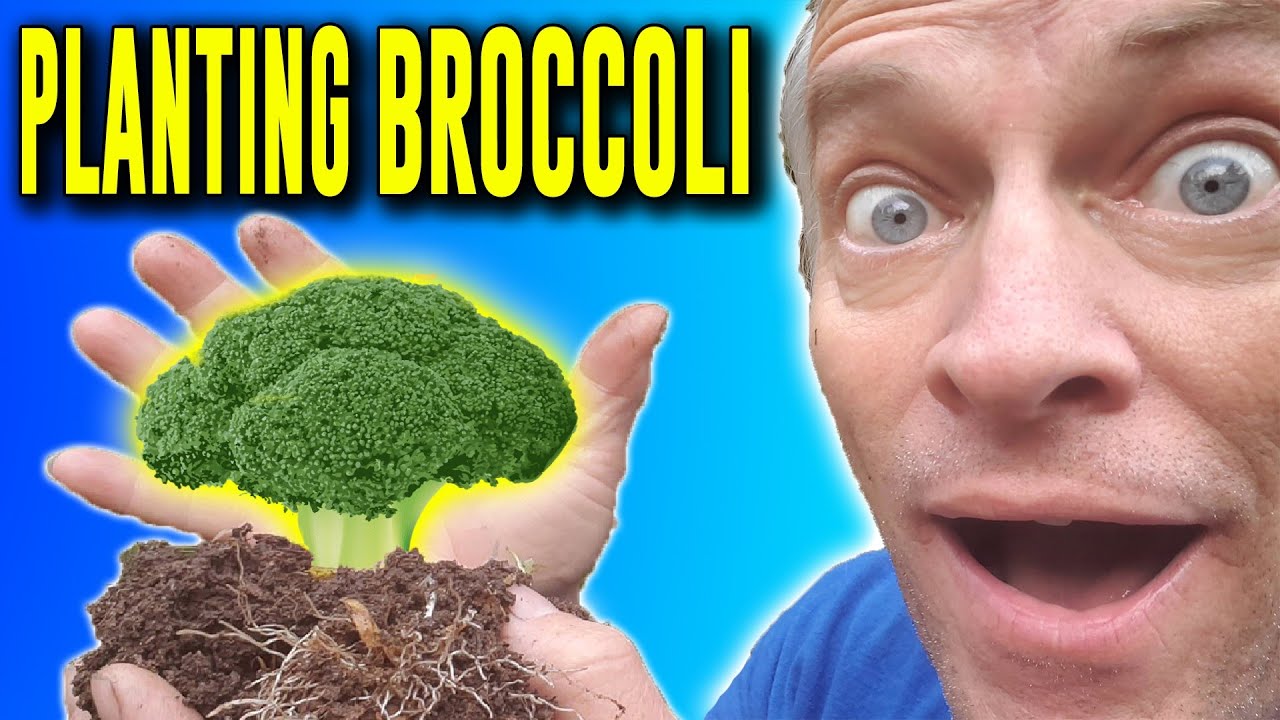 How to Plant and grow  Broccoli in a Square Foot Garden-Organic Gardening in North Carolina