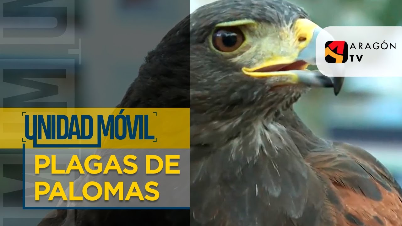 Dos m&eacute;todos en el control de plagas de palomas | PLAGAS