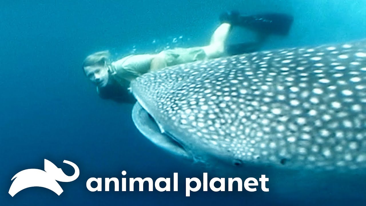 Steve's Favorite Creatures of SEASON 5 | The Crocodile Hunter | Animal Planet