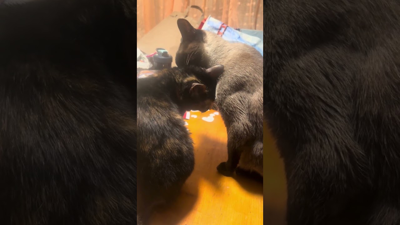 ASMR brother and sister cat grooming! Sharuk grooms his little sister Sridevi.