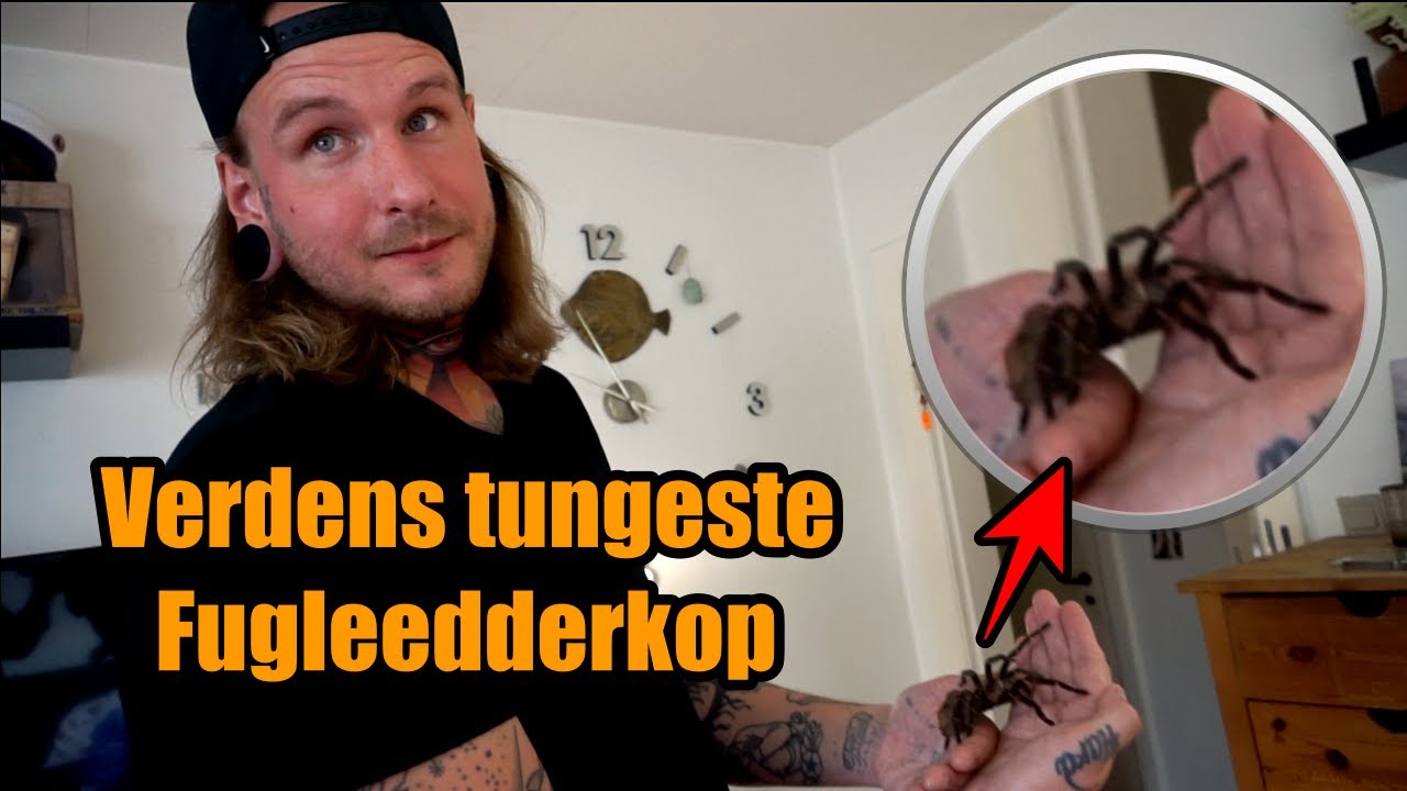 M&oslash;der verdens tungeste fugleedderkop !