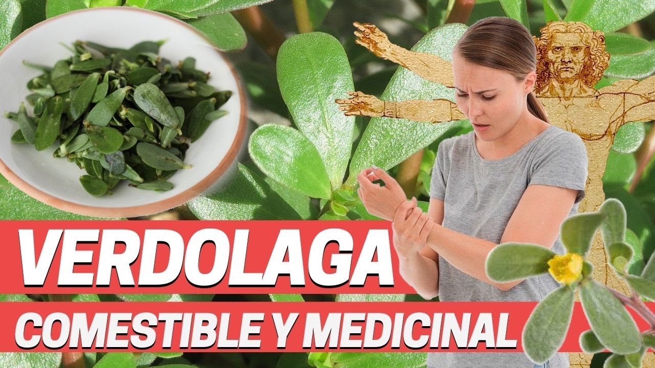 VERDOLAGA, PORTULACA OLERACEA SUPER ALIMENTO, Planta medicinal con propiedades anti mutagénicas ADN