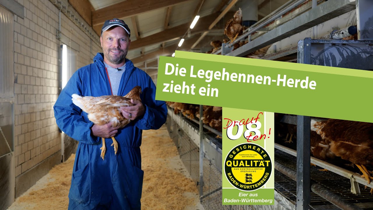 Die Legehennen-Herde zieht ein: Einstallen von Hühnern