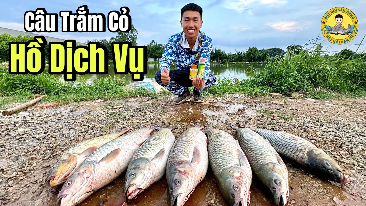Câu Cá Trắm Cỏ ở Hồ Dịch Vụ - Cá Rình Người