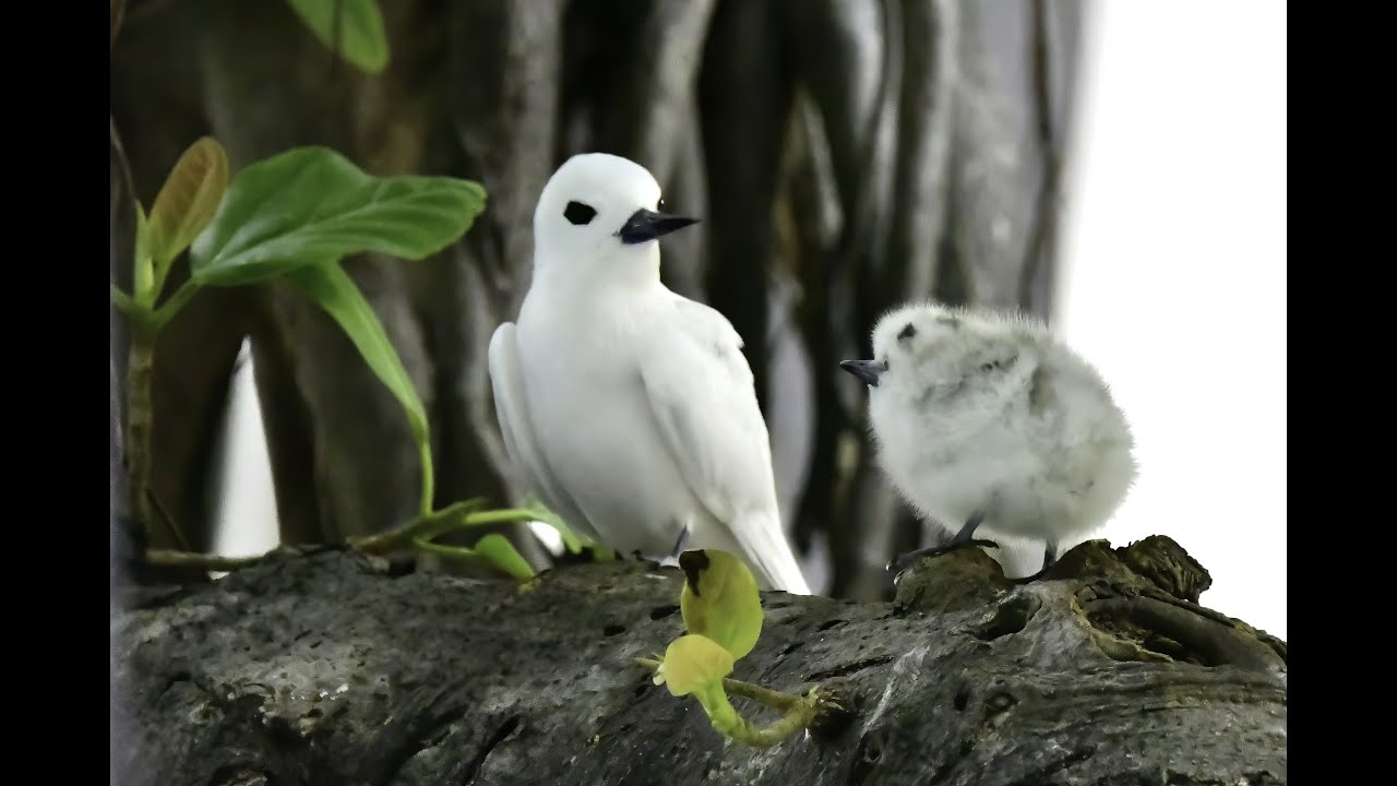 White Tern Walk - Feenseeschwalbe Spaziergang