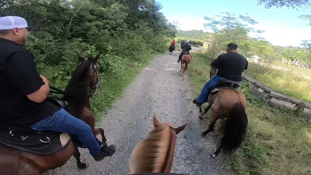 Toa Alta en Persecusion a lo Miss Universo