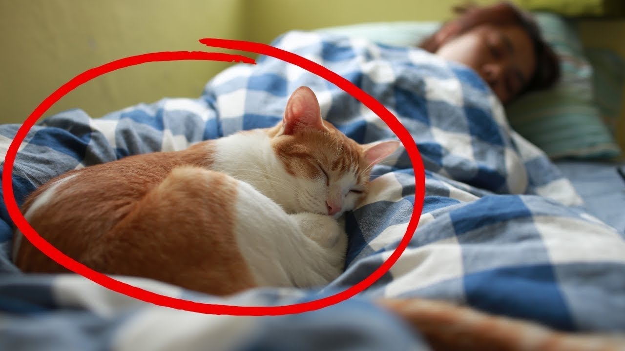 Por que seu gato dorme com você? Como o lugar onde o seu gato dorme revela a conexão entre vocês! 😻