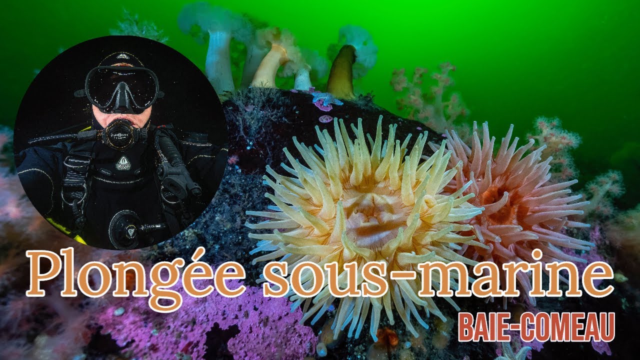 La plongée sous-marine à Baie-Comeau, c'est génial