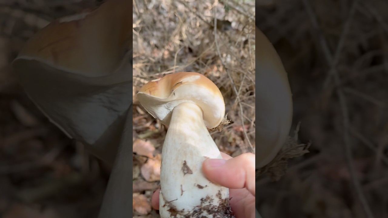Подберезовики 🍴 [Boletus Edulis] 