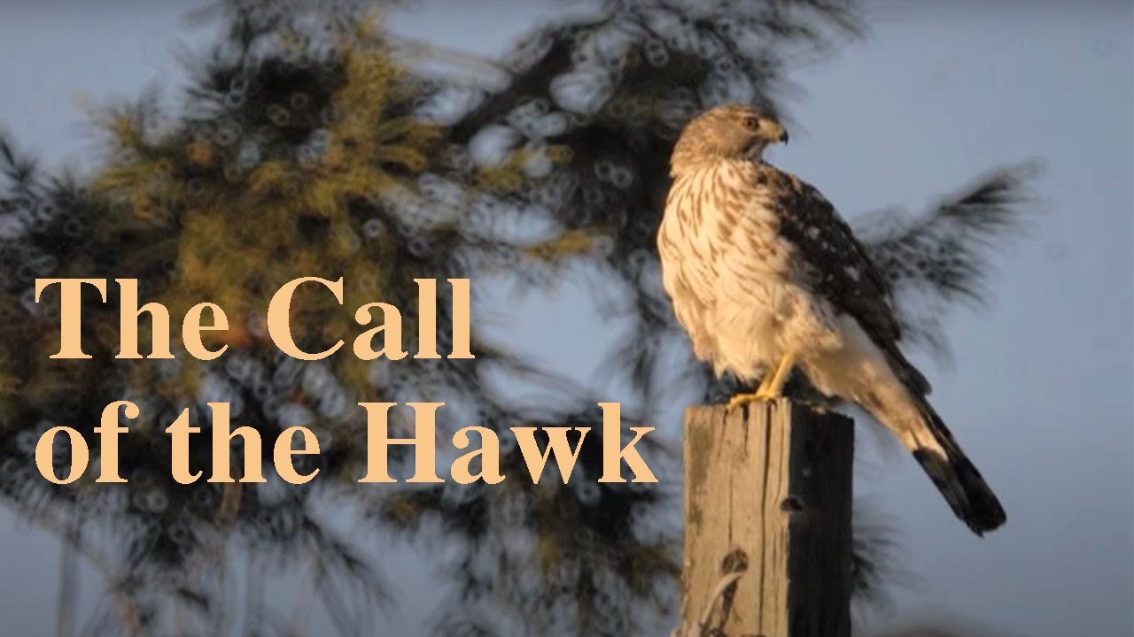 The Call of the Hawk
