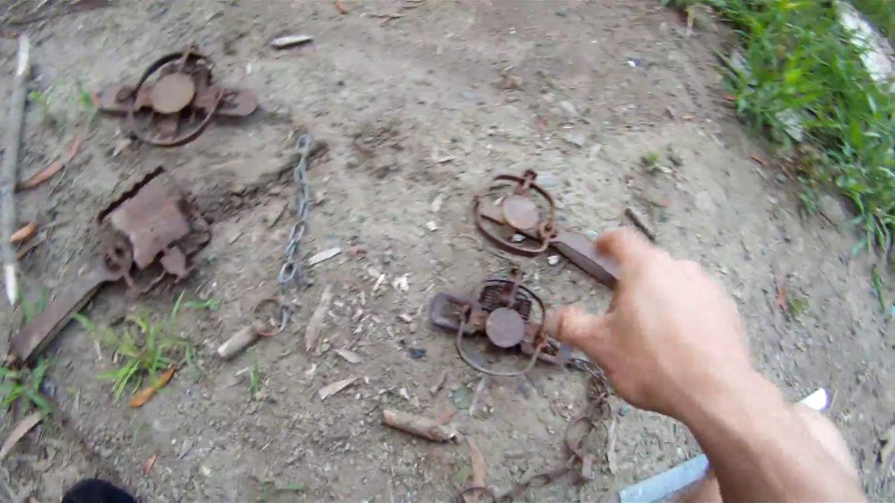 legal and illegal leg hold traps for predator control in new zealand