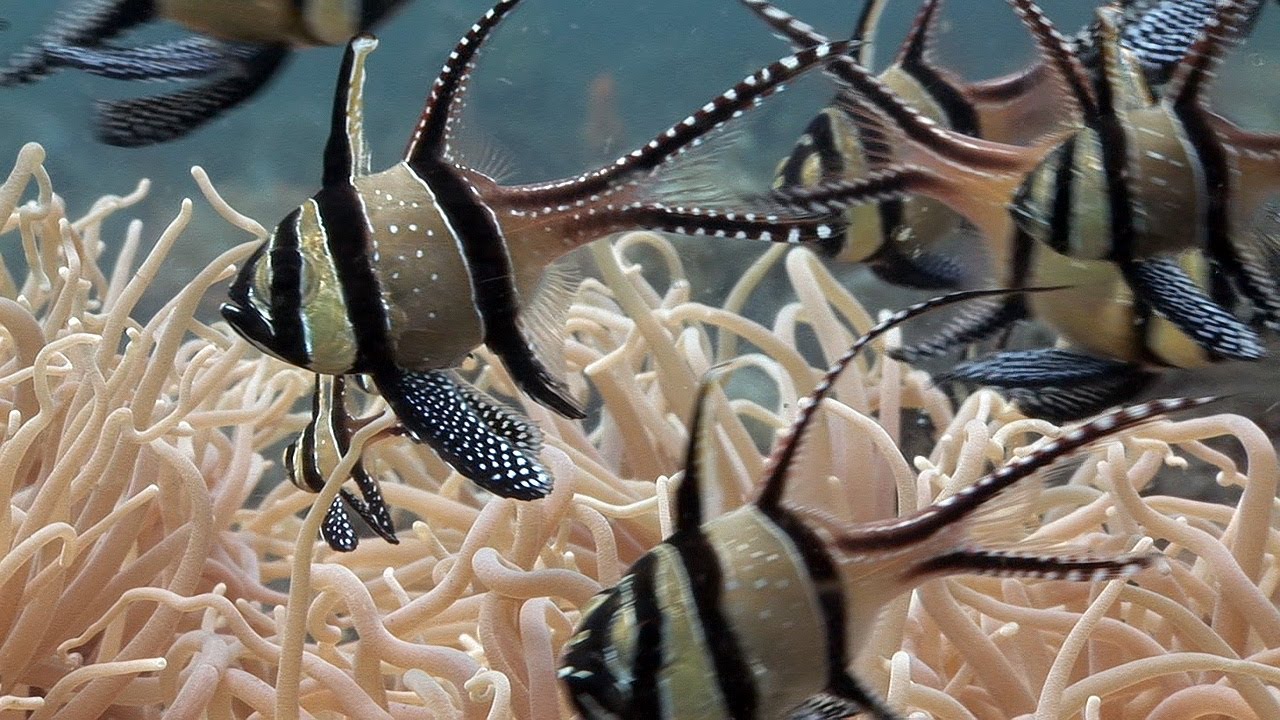 Mucky Secrets - Part 6 - Cardinalfishes & Trumpetfish - Lembeh Strait