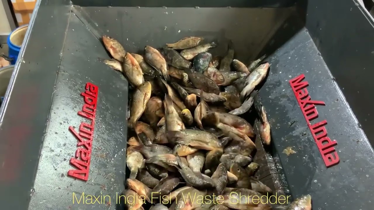 Fish shredder Machine, Fish waste Shredding Machine, #FishvsShredder, #FishWasteCrushingMachine,