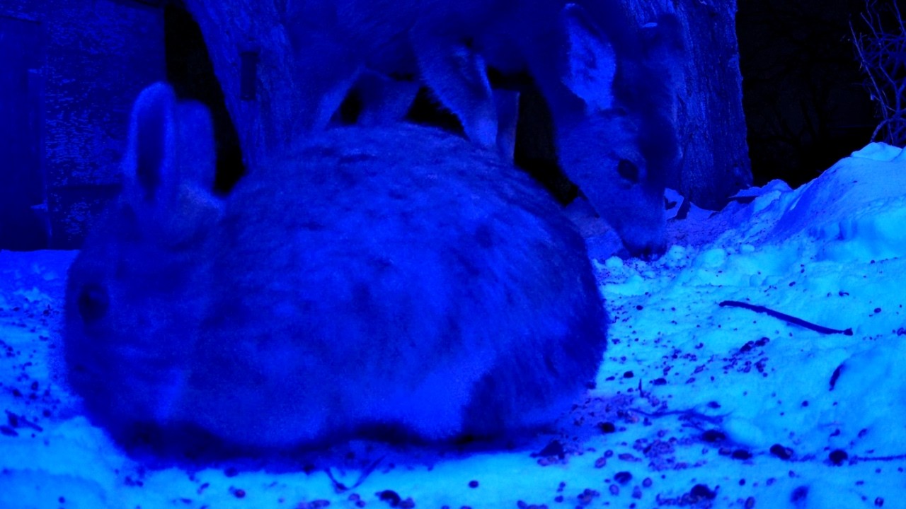 Relax | Deer & Rabbit Dine Together at Night!