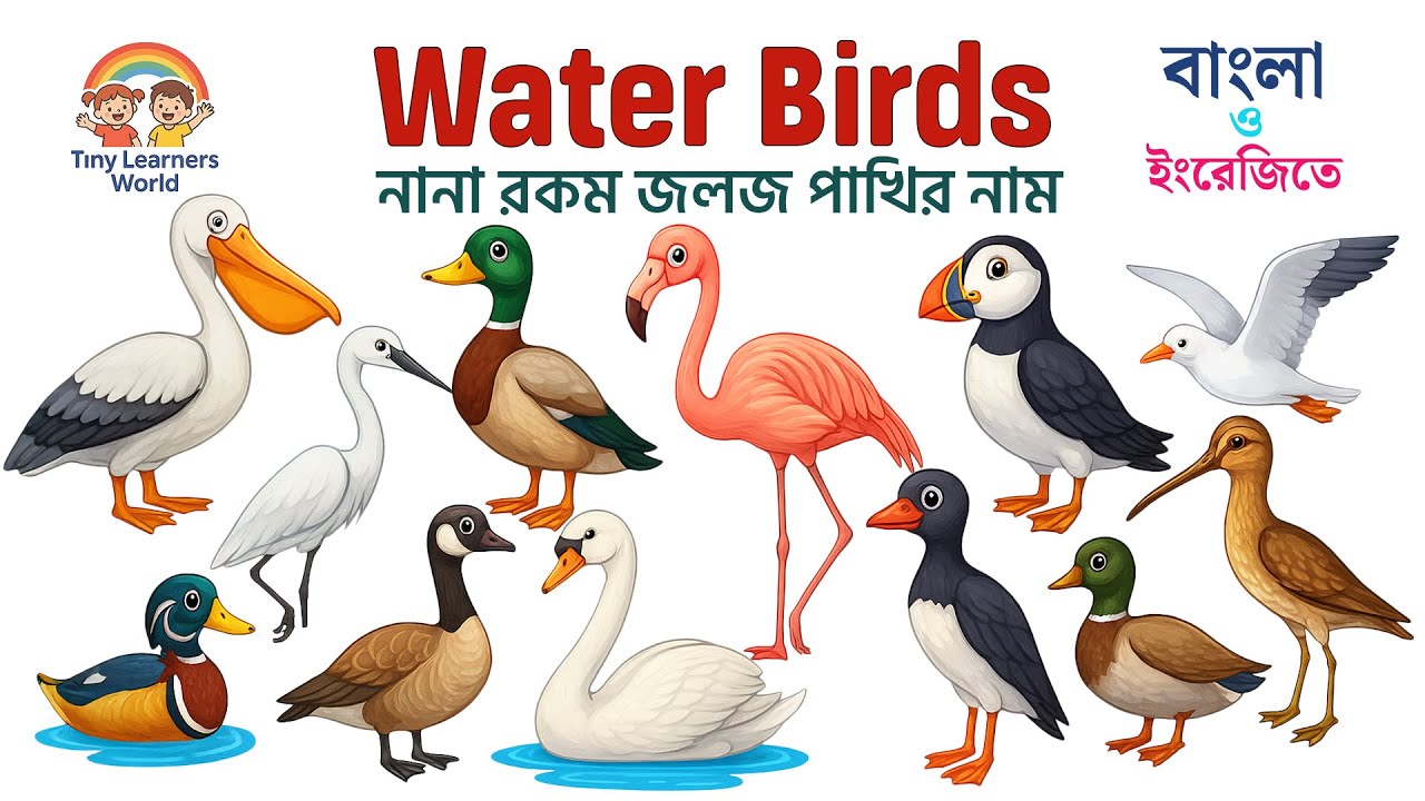 নানা রকম জলজ পাখির নাম বাংলা ও ইংরেজিতে | Water Birds Name in Bangla & English | Learn Birds for Kid
