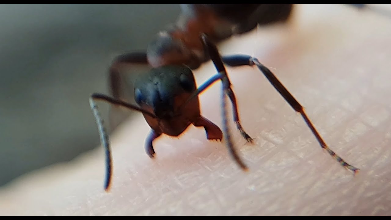 Ant Bite Closeups. See mandibles and labilae in motion.