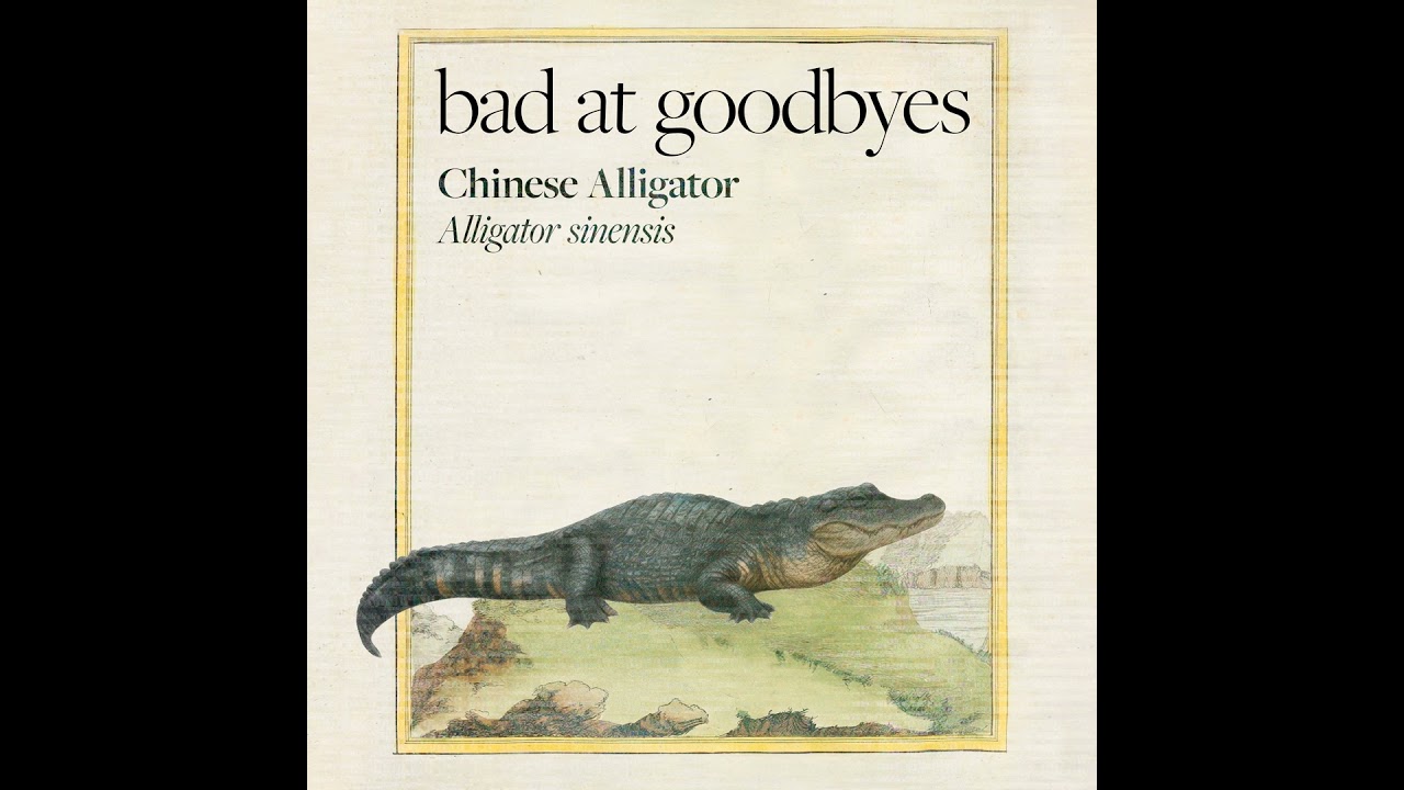 Chinese Alligator