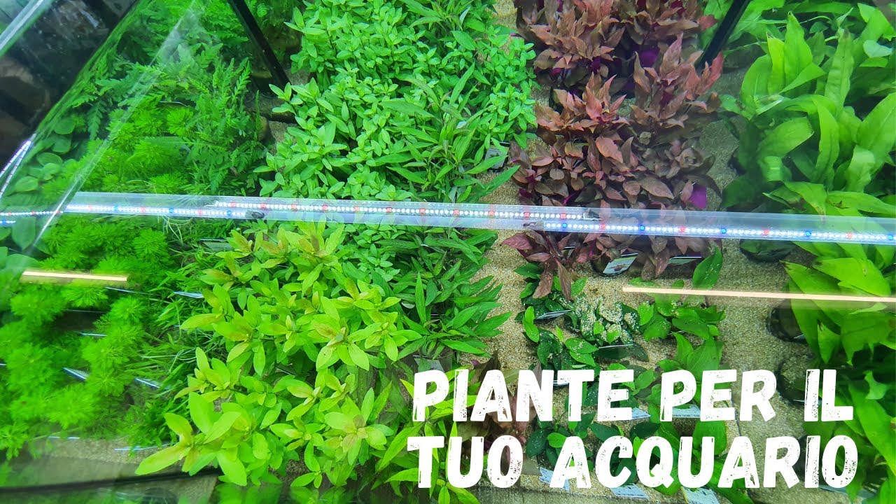 PIANTE PER IL VOSTRO ACQUARIO - Video dei nuovi arrivi!