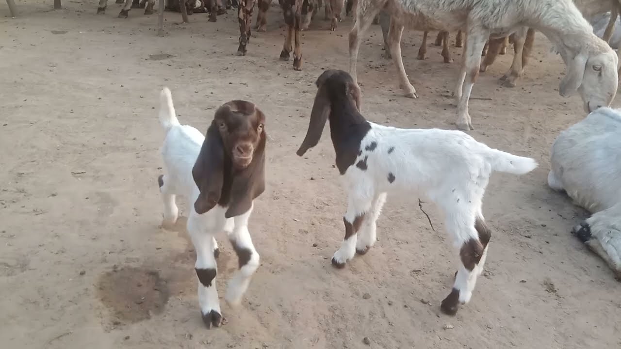 Desi Goat baby 🍼 😻