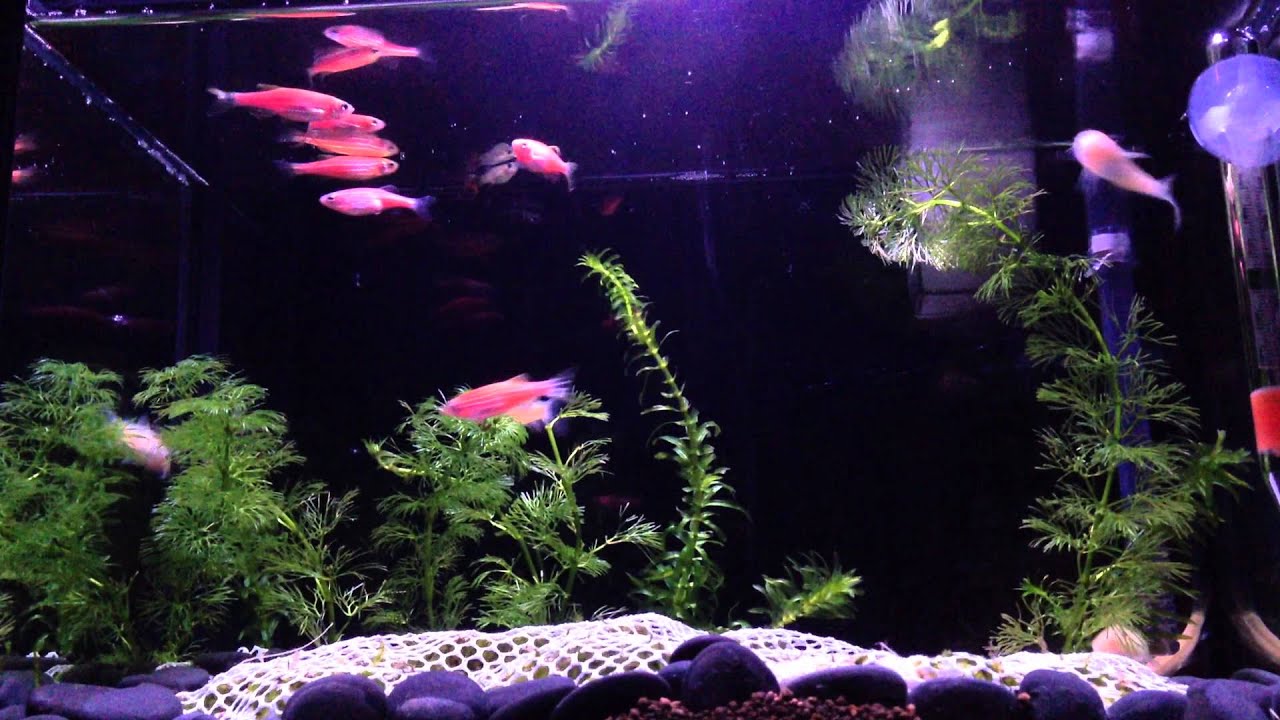 FISH    TK danio and Albino corydoras
