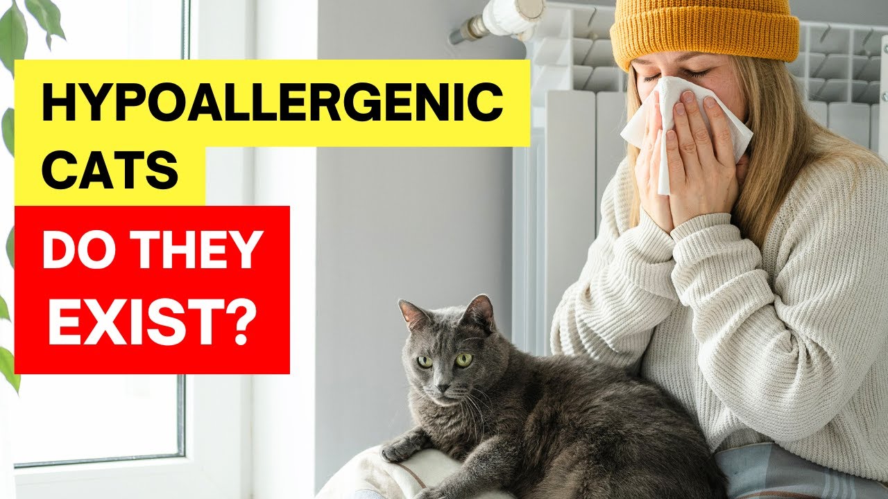 Top 10 Hypoallergenic Cats You Need to Know About in 2025!