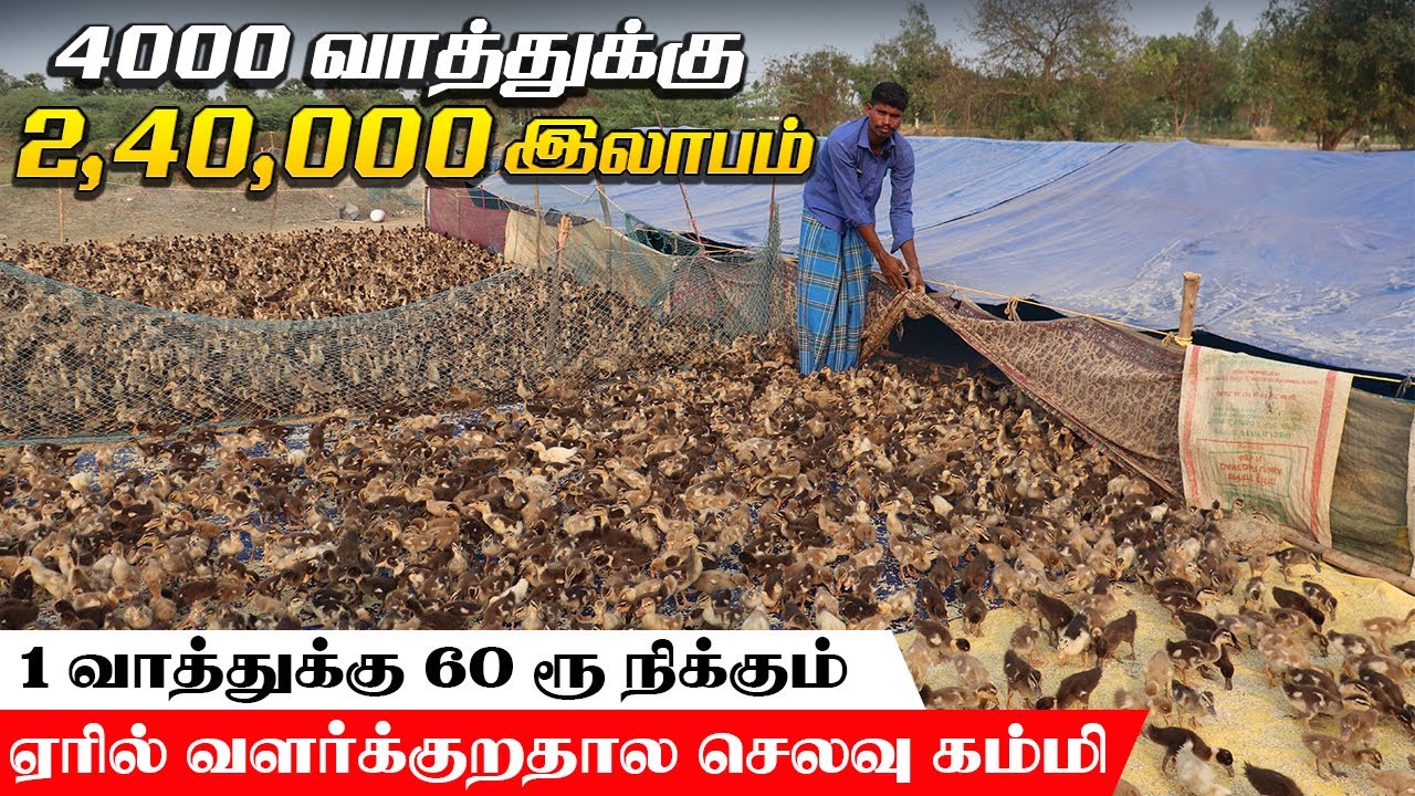 3 மாசத்துல வாத்து மாதிரி இலாபம் எதிலும் இல்ல | 5000 வாத்துக்கு டிமாண்ட் இருக்கு #NattuVathuValarpu