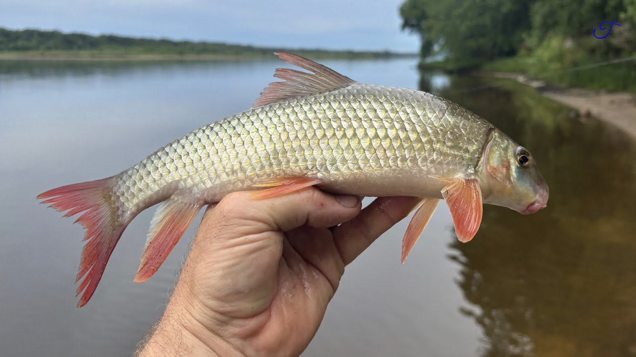 Ferry Bluff Sucker - Quest Ep. 11: Shorthead Redhorse (Moxostoma macrolepidotum)