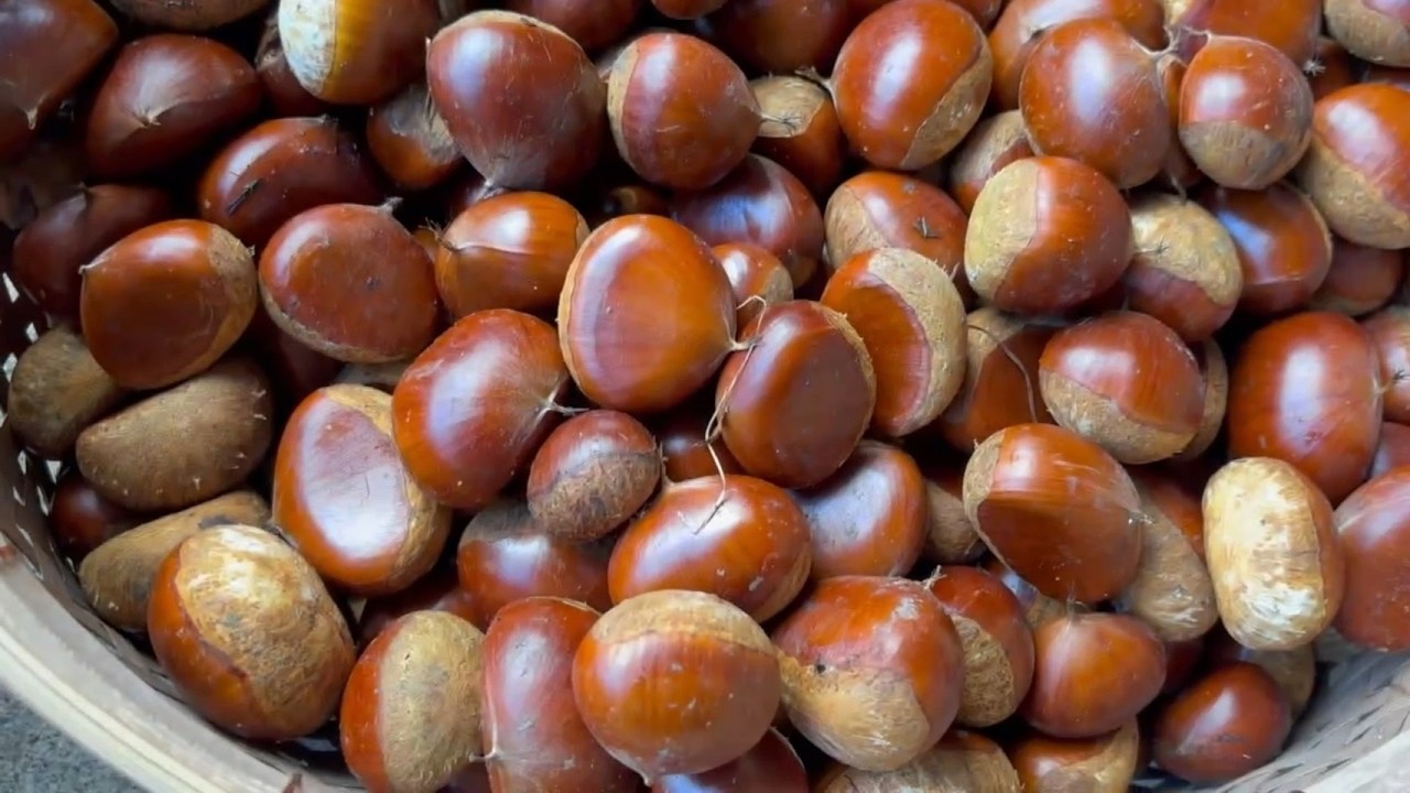 栗拾い、栗ご飯などを作りました