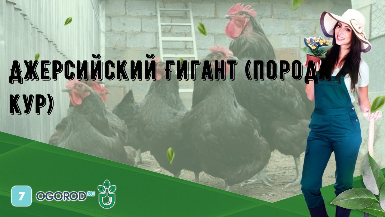 Джерсийский Гигант (порода кур)