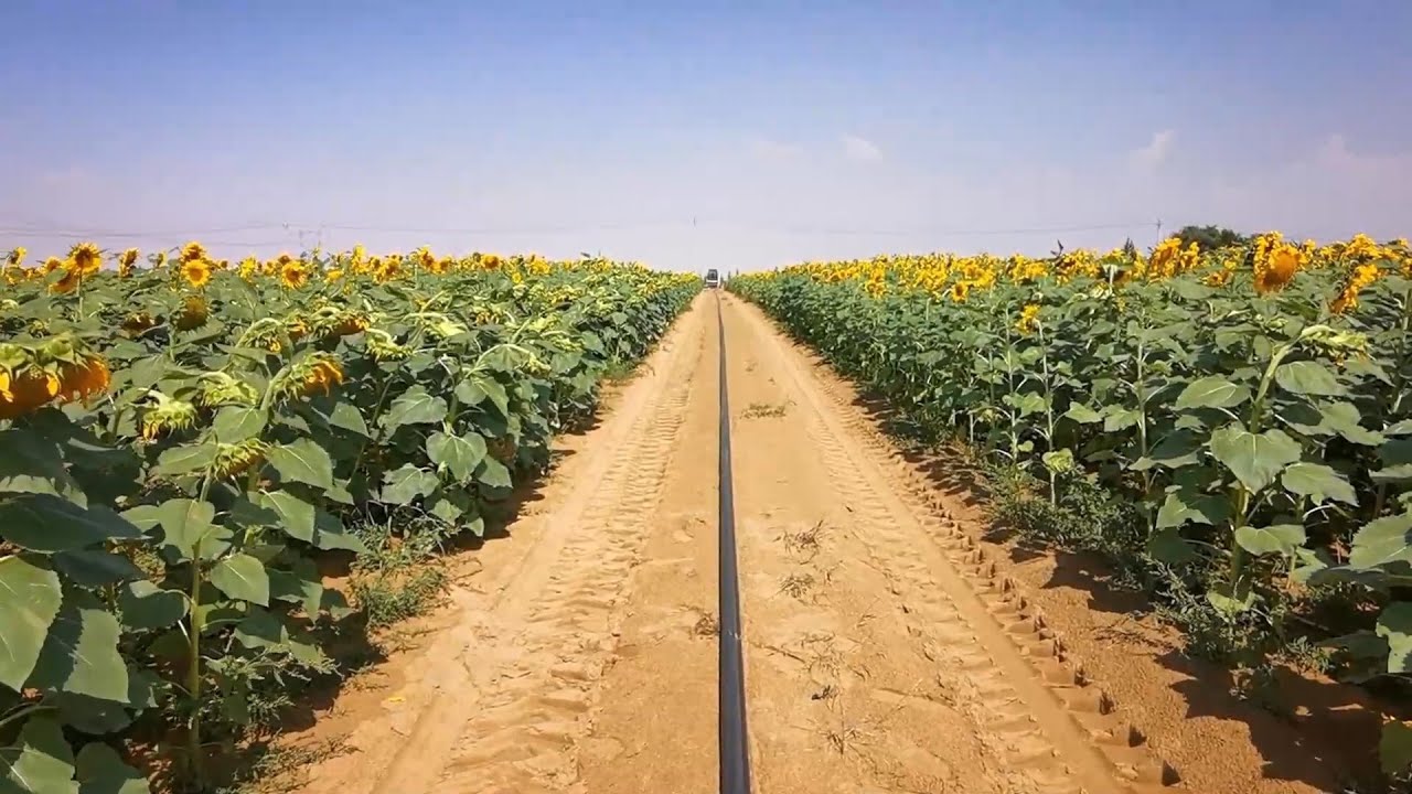 GLOBALink | Sci-tech innovation turns desert sands into arable land