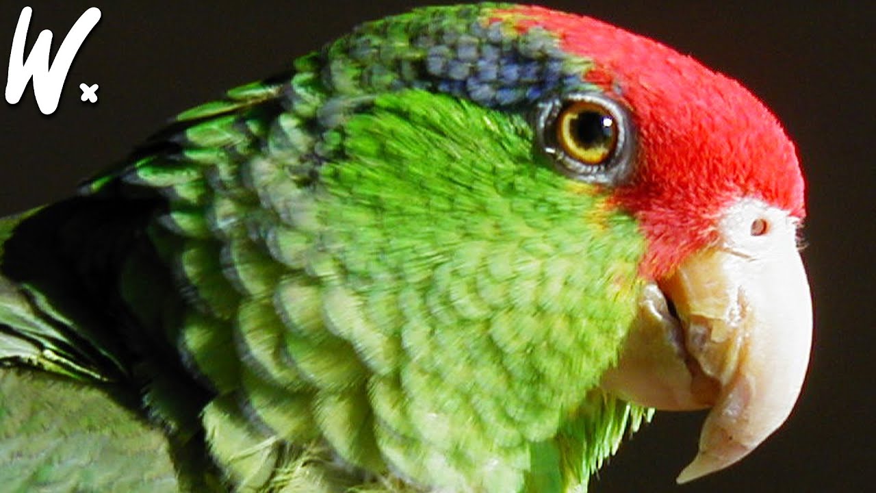 The Endangered Red-Crowned Amazon Parrot 🦜